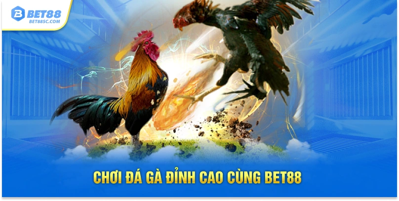 Chơi đá gà đỉnh cao cùng Bet88